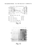 VECTORS AND METHODS FOR HIGH THROUGHPUT CO-EXPRESSIONS diagram and image