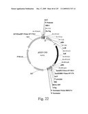 VECTORS AND METHODS FOR HIGH THROUGHPUT CO-EXPRESSIONS diagram and image