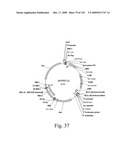 VECTORS AND METHODS FOR HIGH THROUGHPUT CO-EXPRESSIONS diagram and image