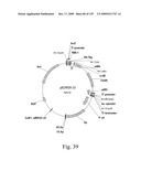 VECTORS AND METHODS FOR HIGH THROUGHPUT CO-EXPRESSIONS diagram and image