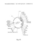 VECTORS AND METHODS FOR HIGH THROUGHPUT CO-EXPRESSIONS diagram and image