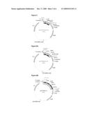 Methods and Proteins for the Prophylactic and/or Therapeutic Treatment of Four Serotypes of Dengue Virus and Other Flaviviruses diagram and image