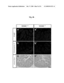 Methods of regulating differentiation in mammals diagram and image