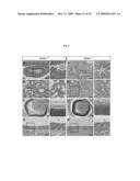 Methods of regulating differentiation in mammals diagram and image