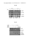 Methods of regulating differentiation in mammals diagram and image