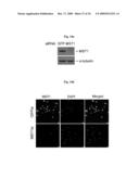 Methods of regulating differentiation in mammals diagram and image