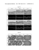 Methods of regulating differentiation in mammals diagram and image