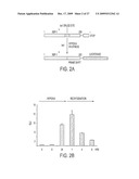 INHIBITORS OF THE UNFOLDED PROTEIN RESPONSE AND METHODS FOR THEIR USE diagram and image