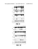 Methods of using death receptor ligands and cd20 antibodies diagram and image