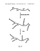 Antibodies for ubiquitinated proteins diagram and image