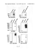 Antibodies for ubiquitinated proteins diagram and image