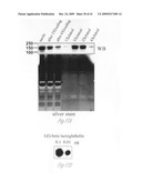 Antibodies for ubiquitinated proteins diagram and image