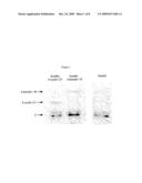 Immunogenic T-Helper Epitopes From Human Tumour Antigens and Immunotherapeutic Methods Using Said Epitopes diagram and image