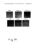 TWO PORE CHANNELS AS REGULATORS OF PROLIFERATION IN CANCER diagram and image