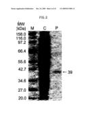 FIBRIONOLYTIC METALLOPROTEASE AND COMPOSITION COMPRISING THE SAME diagram and image