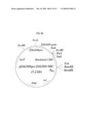 FIBRIONOLYTIC METALLOPROTEASE AND COMPOSITION COMPRISING THE SAME diagram and image