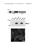 Proteins, Nucleic Acids Encoding the Same, and Associated Methods of Use diagram and image