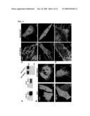 Proteins, Nucleic Acids Encoding the Same, and Associated Methods of Use diagram and image