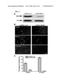 Proteins, Nucleic Acids Encoding the Same, and Associated Methods of Use diagram and image