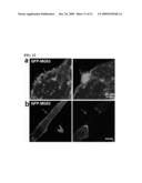 Proteins, Nucleic Acids Encoding the Same, and Associated Methods of Use diagram and image