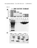 Proteins, Nucleic Acids Encoding the Same, and Associated Methods of Use diagram and image