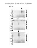 Proteins, Nucleic Acids Encoding the Same, and Associated Methods of Use diagram and image