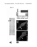 Proteins, Nucleic Acids Encoding the Same, and Associated Methods of Use diagram and image