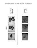 Protein Kinase Stress-Related Proteins and Methods of Use in Plants diagram and image