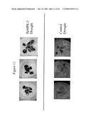 Protein Kinase Stress-Related Proteins and Methods of Use in Plants diagram and image