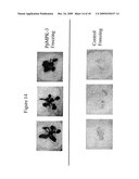 Protein Kinase Stress-Related Proteins and Methods of Use in Plants diagram and image