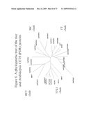 METHODS FOR IMPROVING CROP PLANT ARCHITECTURE AND YIELD diagram and image