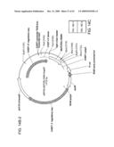 Fusion molecules and IL-15 variants diagram and image