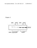 Method for modulating gene expression by modifying the cpg content diagram and image