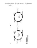 Method for modulating gene expression by modifying the cpg content diagram and image