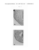 METHOD FOR PREPARATION OF CARTILAGE CELL diagram and image