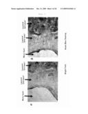 METHOD FOR PREPARATION OF CARTILAGE CELL diagram and image