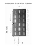 METHOD FOR PREPARATION OF CARTILAGE CELL diagram and image