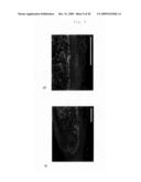 METHOD FOR PREPARATION OF CARTILAGE CELL diagram and image