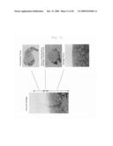 METHOD FOR PREPARATION OF CARTILAGE CELL diagram and image