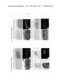 METHOD FOR PREPARATION OF CARTILAGE CELL diagram and image