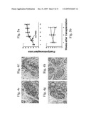 Therapeutic Transplantation Using Developing, Human or Porcine, Renal or Hepatic, Grafts diagram and image