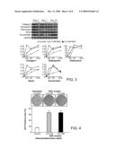 OSTEOGENIC ENHANCER COMPOSITION diagram and image