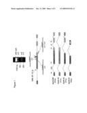 KLF6 ALTERNATIVE SPLICE FORMS AND A GERMLINE KLF6 DNA POLYMORPHISM ASSOCIATED WITH INCREASED CANCER RISK diagram and image