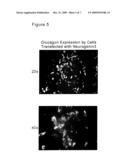 Drug Screening using Islet Cells and Islet Cell Progenitors from Human Embryonic Stem Cells diagram and image
