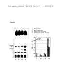 METHODS FOR PRODUCING CERAMIDE USING TRANSFORMED YEAST diagram and image