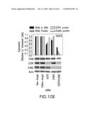 Combination Product of Receptor Tyrosine Kinase Inhibitor and Fatty Acid Synthase Inhibitor for Treating Cancer diagram and image