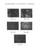 Promoters exhibiting endothelial cell specificity and methods of using same diagram and image