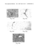 Promoters exhibiting endothelial cell specificity and methods of using same diagram and image