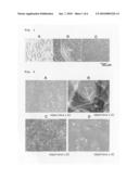 AGENTS FOR TREATING MALIGNANT MESOTHELIOMA diagram and image