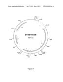 Cloning, expression and use of acid phospholipases diagram and image